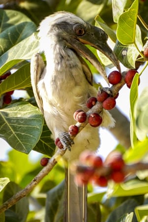 Um calau cinza indiano empoleira-se em uma árvore em Pushkar, Índia
