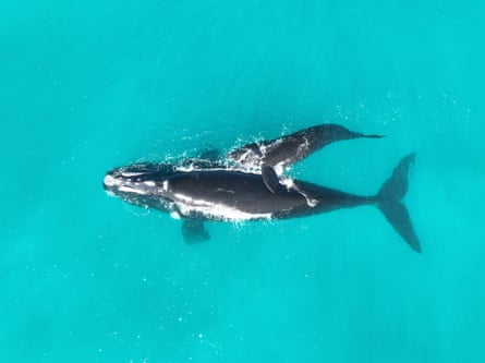 Southern right whales