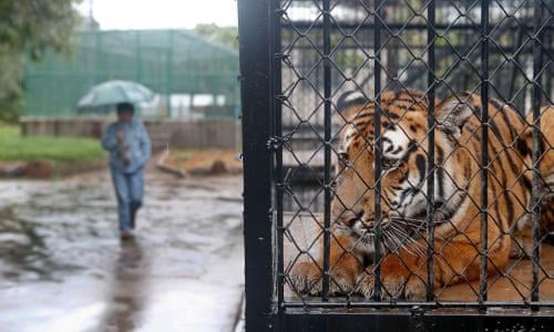 Sanctuaries or showbiz: what's the future of zoos? | Zoos | The Guardian