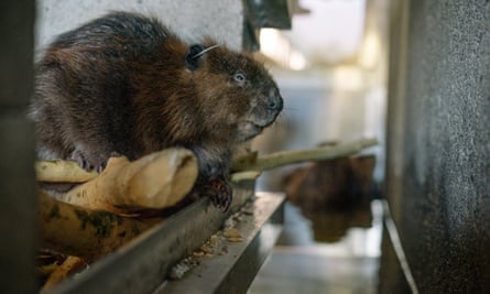 Beavers caught from around the Seattle area stay at the Tulalip, Washington, fish hatchery as a sort of halfway house between capture and relocation.