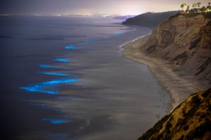 waves bioluminescent california blue beach beaches dazzle surfers anything seen never algae jolla illuminated blacks organisms crash coast along community