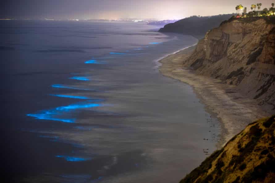 Bioluminescent waves dazzle surfers in California 'Never seen anything