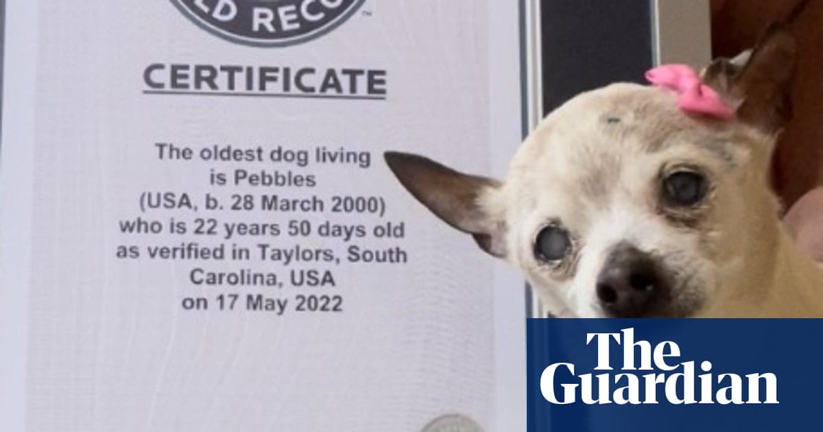 Pebbles, 22, unseats TobyKeith the chihuahua as world’s oldest dog