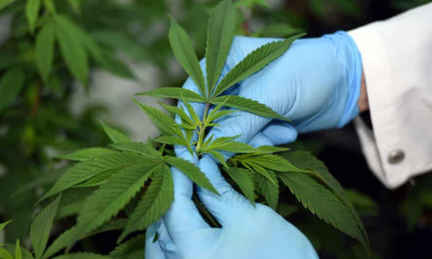 medical cannabis.