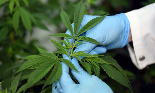 A  cannabis plant