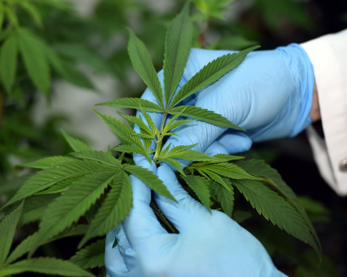 News live: medicinal cannabis being ‘exploited’ peak bodies say; Coalition calls super changes a ‘victory’ for everyday Australians