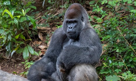 A male western lowland gorilla inside its enclosure at Zoo Atlanta last year.