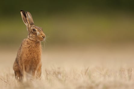 Hare sat in a mown hay meadow