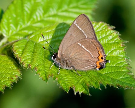 A butterfly on a leaf