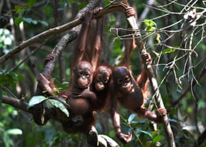 Three orphaned orangutan babies hanging on a tree at the International Animal Rescue centre outside the city of Ketapang in West Kalimantan.