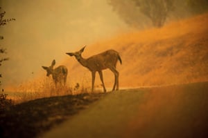 Deer graze along a road covered in fire retardant as the Carr wildfire burns near Redding.