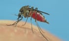 GM mosquitoes to be released in Burkina Faso malaria project