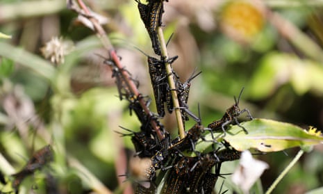 Locusts feed on a plant near the village of Riandira in Kirinyaga county, Kenya