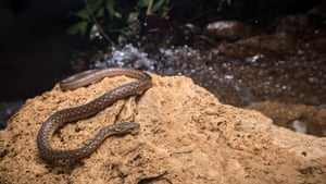Hebius terrakarenorum. A semi-aquatic snake identified entirely from roadkill specimens