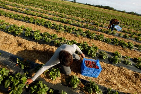 Foreign workers picking strawberries near Kings Lynn, Norfolk. 