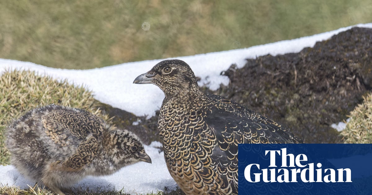 Birdwatch: Climbing to 4,400 metres to spot a rare rufous-bellied seedsnipe