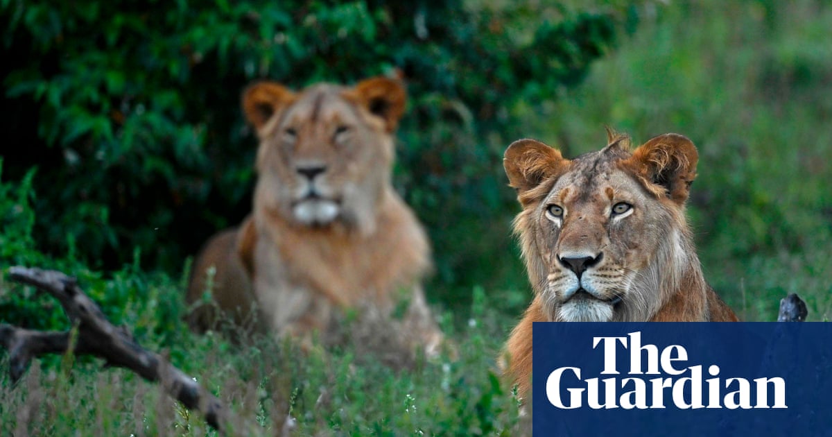 US hunting lobby spent £1m on fight to delay UK trophy import ban