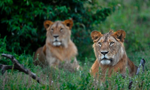 A pair of young male lions sit in a bush at the Ol Kinyei conservancy in Maasai Mara, Kenya.