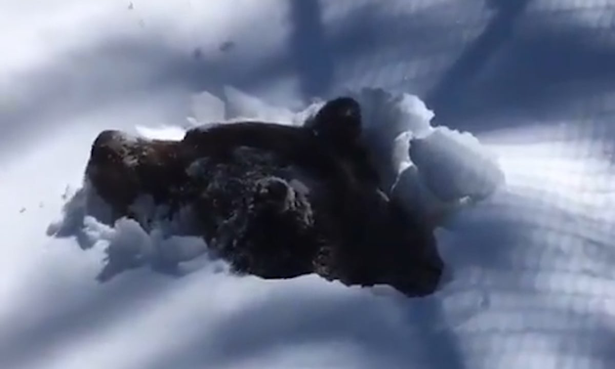 Groggy Grizzly Bear Caught Emerging From Hibernation In Viral