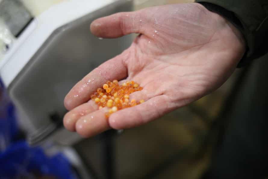 Tom Lindenmuth holds out a handful of brook trout eggs.