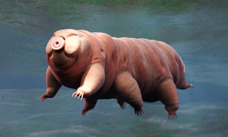 tardigrade swimming in water