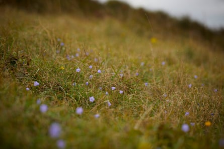 Wildflowers on Waterhall golf course include harebells (pictured), lady's bedstraw and betony