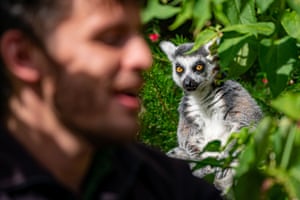 A ring tailed Lemur looks at a keeper