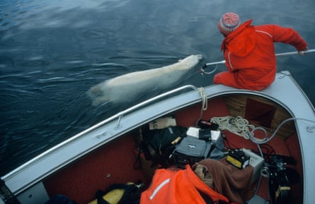 Allan filming a swimming polar bear from a boat using a camera on a pole
