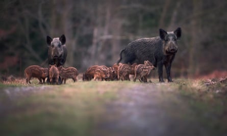 Piggies in the middle: a family group of wild boars in the Forest of Dean.