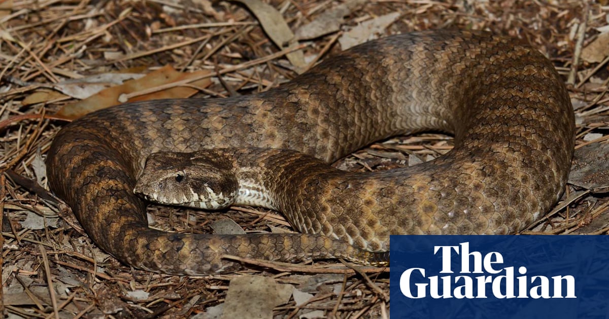Snakes have a clitoris: scientists overcome ‘a massive taboo around female genit..