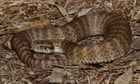 Snakes have a clitoris: scientists overcome 'a massive taboo around female genitalia'