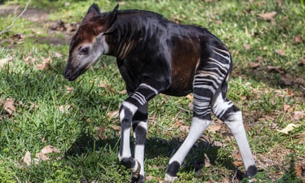 A four-week-old male okapi calf