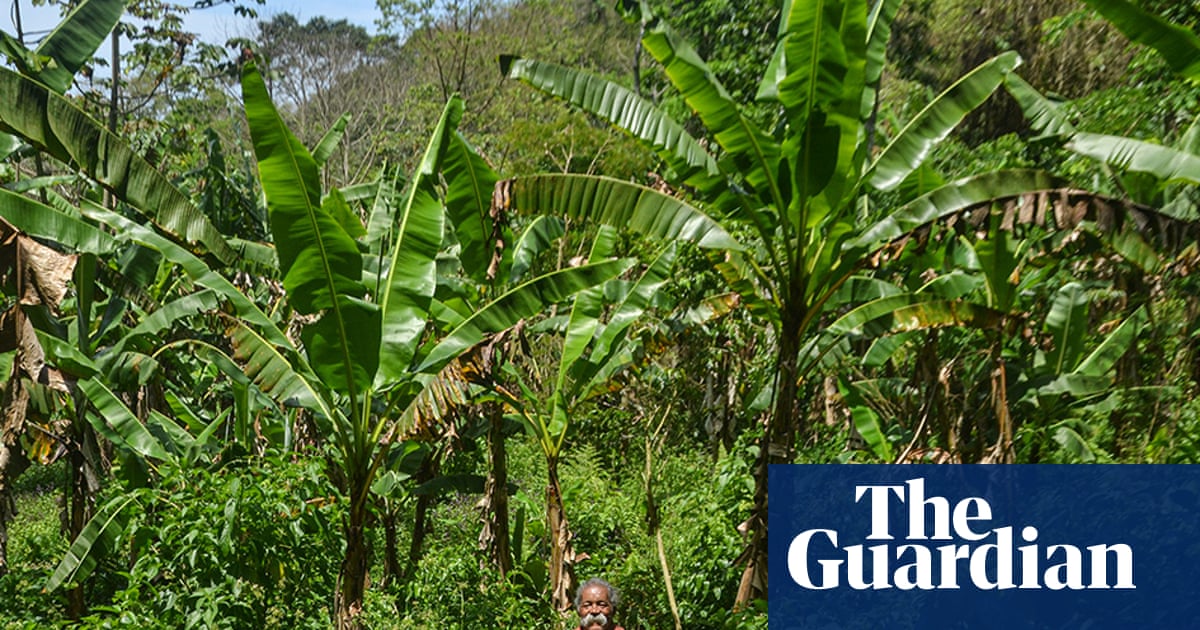 ‘Agriculture of life’: the Rio families growing bananas to protect the world’s largest urban forest