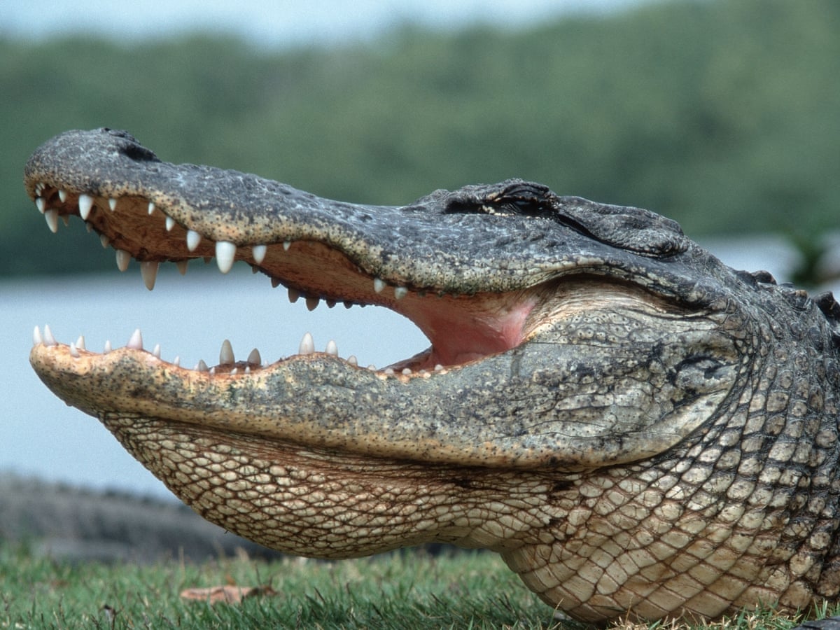 Florida burglary suspect eaten by alligator after fleeing police | Florida  | The Guardian