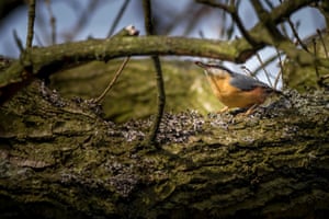 Nuthatch holding a chrysalis in its beak, Yorkshire, UK