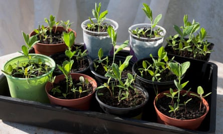 Sweetpea seedlings grow in plantpots