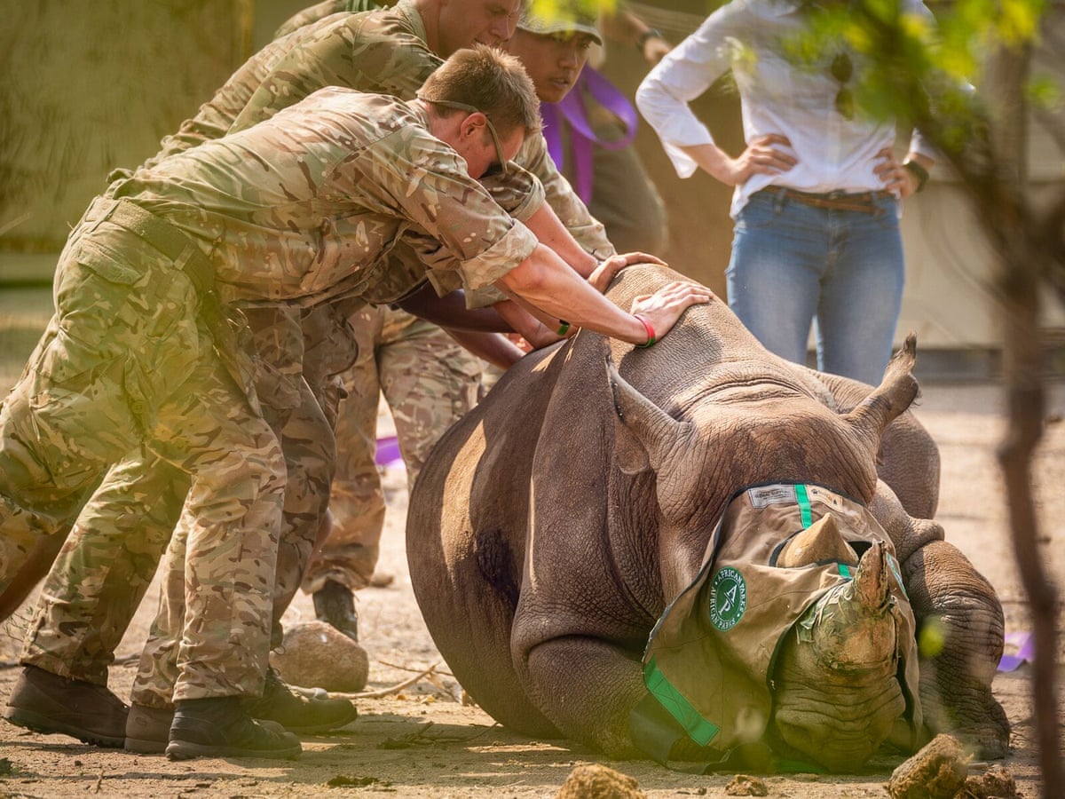 Win for conservation as African black rhino numbers rise | Endangered species | The Guardian Win for conservation as African black rhino numbers rise | Endangered species | The Guardian
