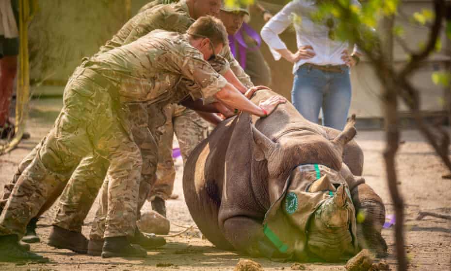 A black rhino is transported to Malawi from South Africa by counter-poaching troops.