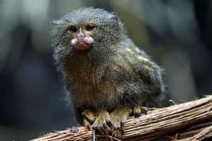 Usti nad Labem, Czech Republic. A pygmy marmoset with fluffy brownish-gold fur with dashes of yellow crouches on a branch or wooden perch
