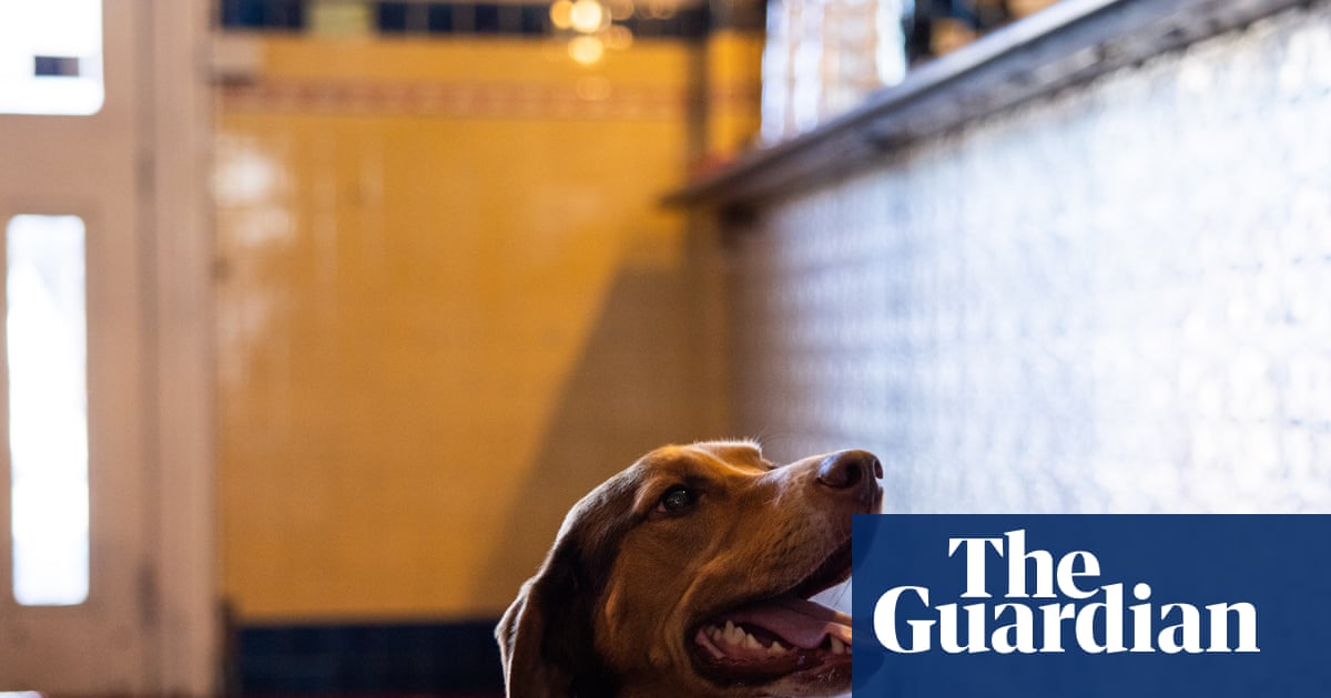Victoria Weighs Lifting Ban on Dogs in Pubs, Following UK and Europe's Lead