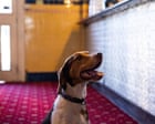 Are pubs and pups a good mix? Dog owners delight as Victoria looks to follow the UK and Europe’s lead