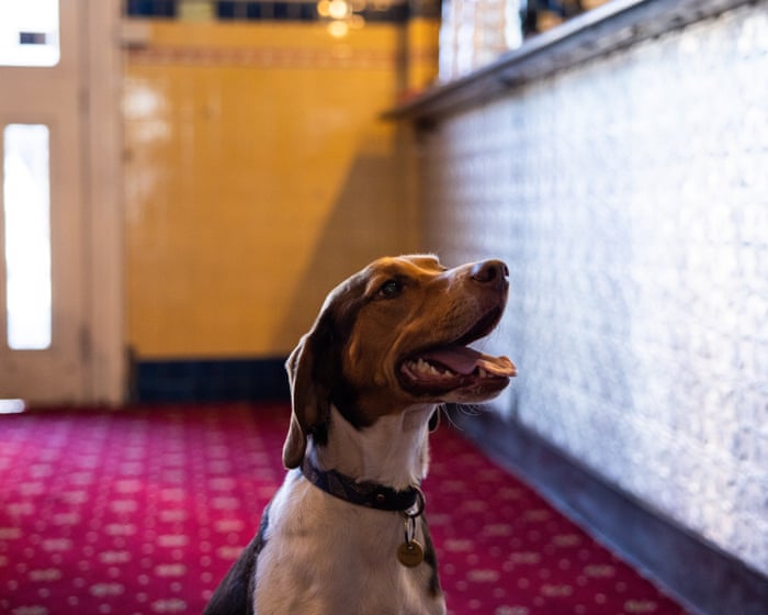 Are pubs and pups a good mix? Dog owners delight as Victoria looks to follow the UK and Europe’s lead