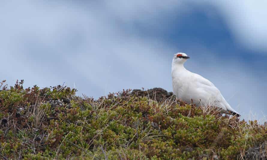 A Rock Ptarmigan