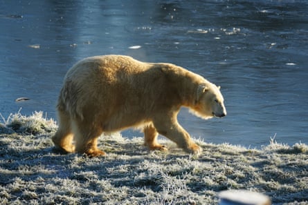 A lot to bear … Ewa in her enclosure.