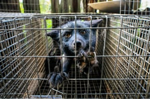 Un zorro plateado en una granja de pieles en Polonia