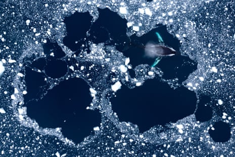 A humpback whale rises through ice in Neko Harbor, Antartica