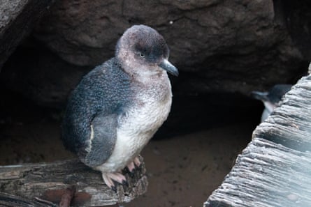 A little penguin