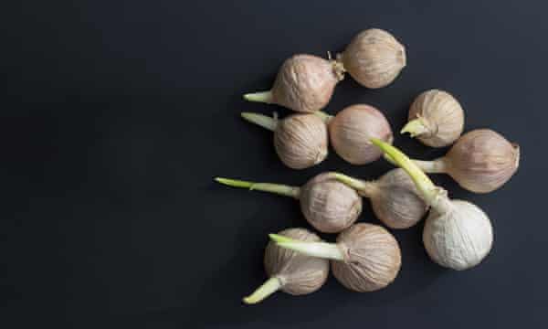 Green Garlic A Winter Delight That Might Be Growing In Your Pantry Already Food The Guardian