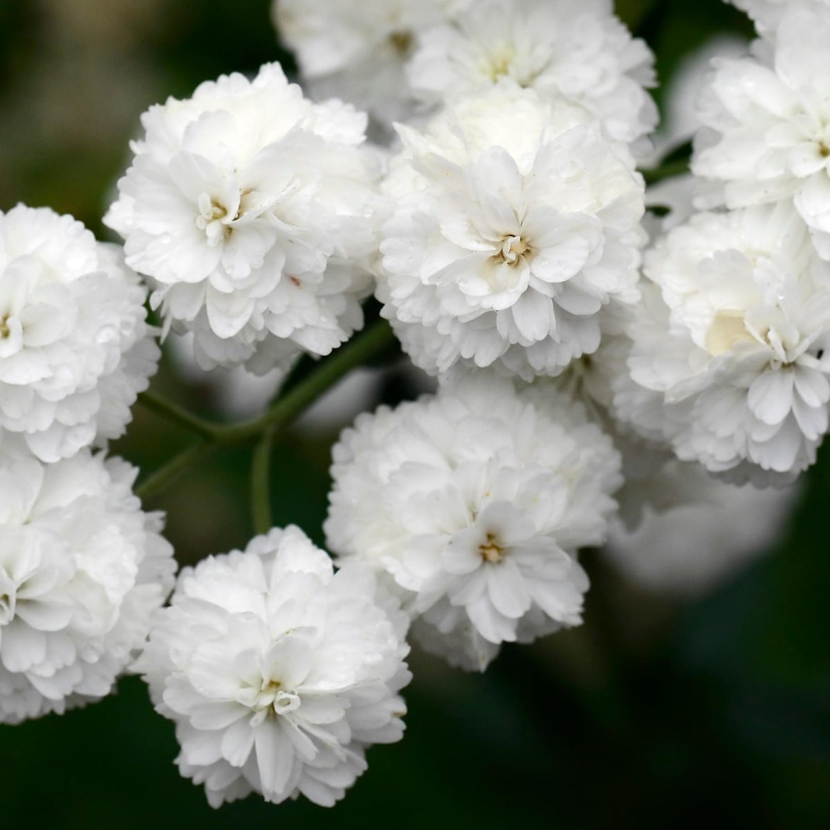 Gardening Tips Plant Sneezewort For Sprays Of Tiny White Flowers All Summer Long Gardens The Guardian Gardening Tips Plant Sneezewort For Sprays Of Tiny White Flowers All Summer Long Gardens The Guardian