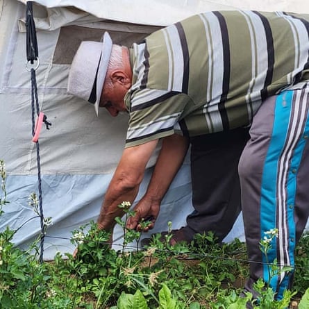Enas’s uncle bends over to cut plants growing next to a tent.